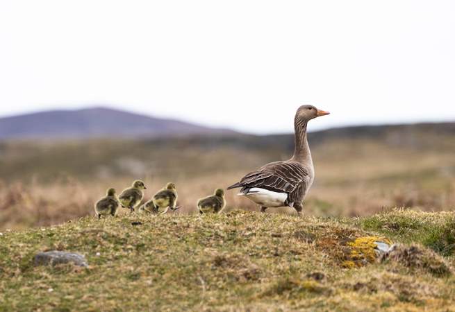 Spot the baby geese. 