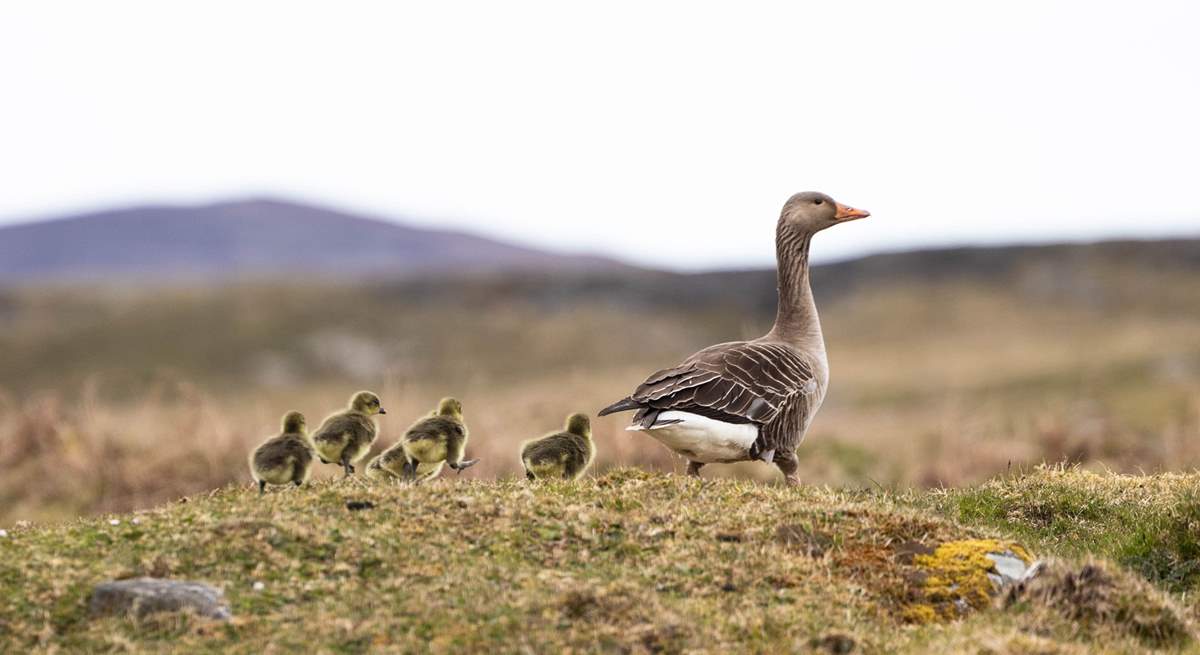 Spot the baby geese. 