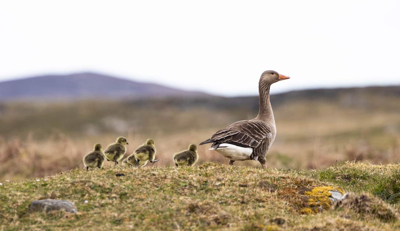 Spot the baby geese. 