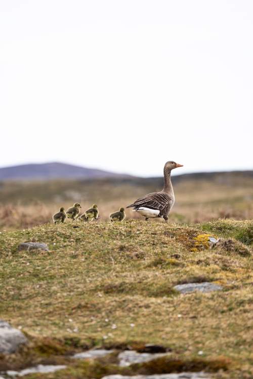 Spot the baby geese.