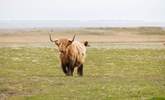 Highland Cow. - Thumbnail Image