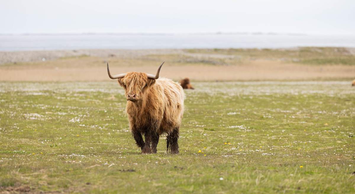 Highland Cow.