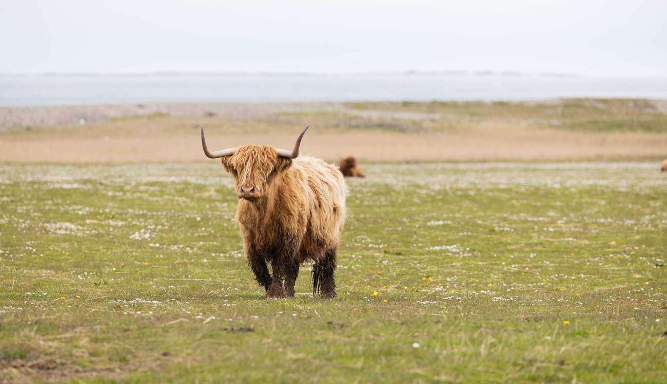 Highland Cow.