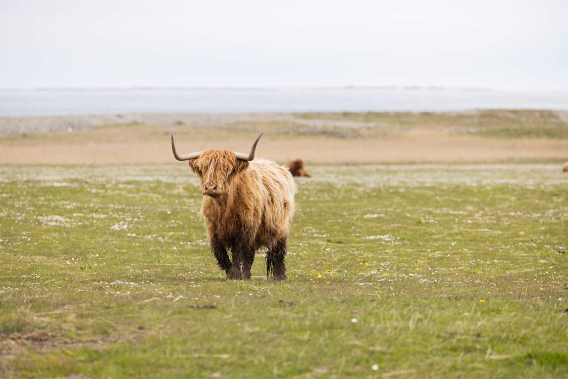 Highland Cow.