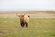 Highland Cow.