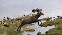You may be lucky enough to see a stag in action.