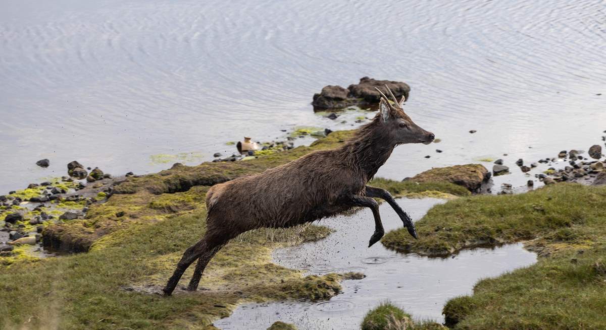 You may be lucky enough to see a stag in action.