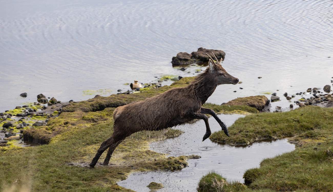 You may be lucky enough to see a stag in action.