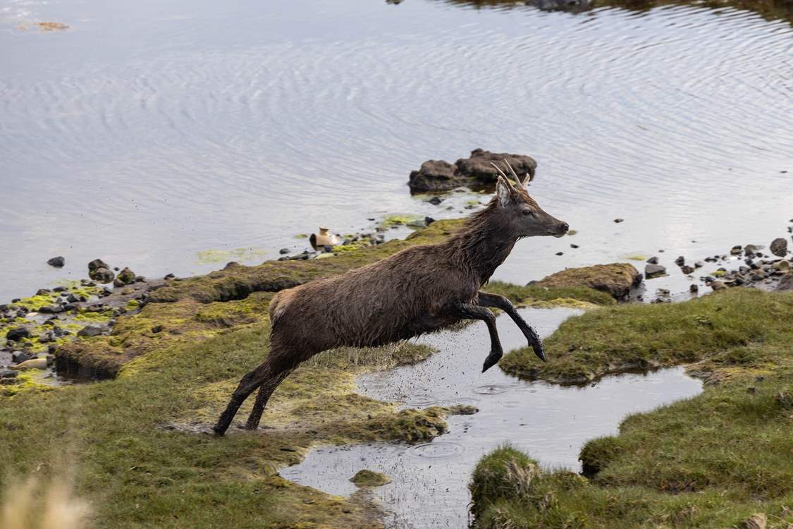 You may be lucky enough to see a stag in action.