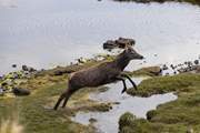 You may be lucky enough to see a stag in action.