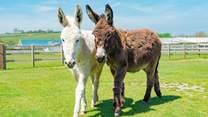 Say hello to some furry friends at the Donkey Sanctuary. 