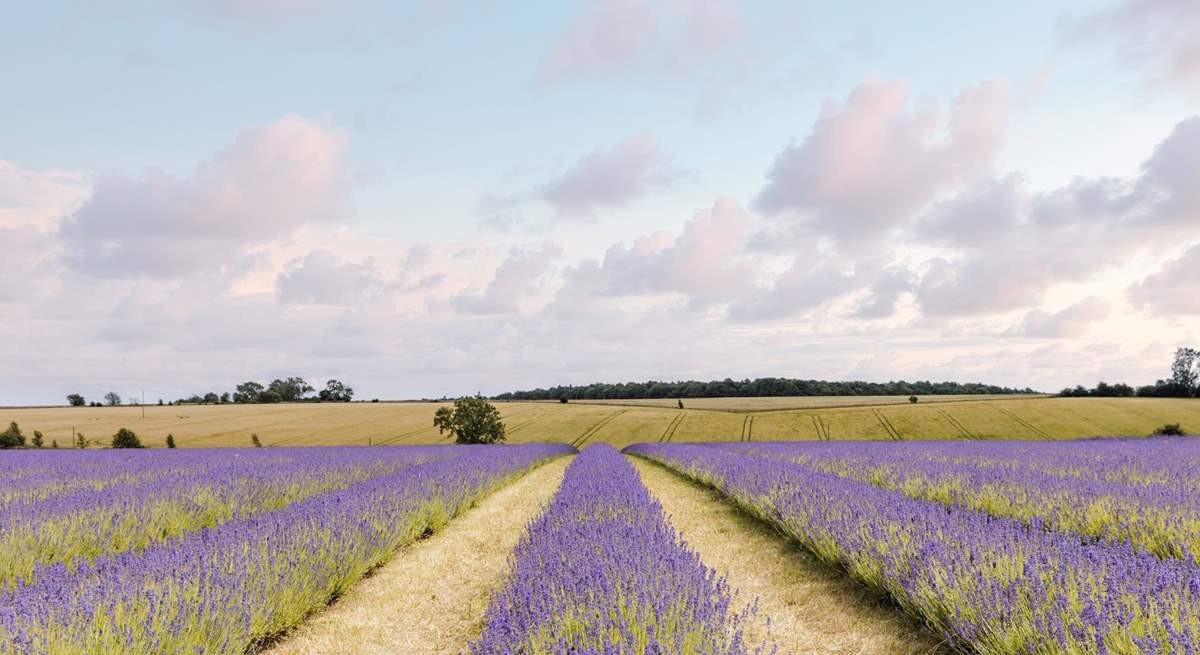 The beautiful lavender fields of Snowshill.