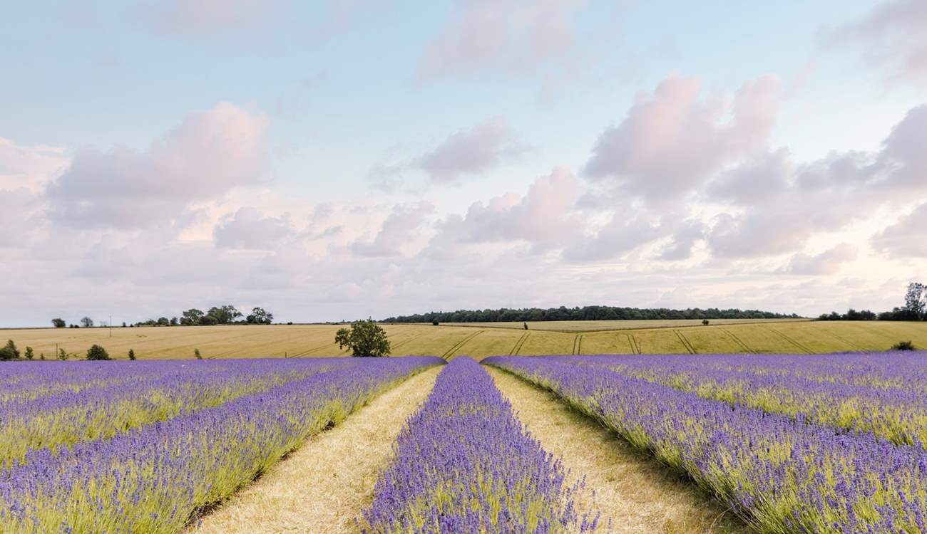 The beautiful lavender fields of Snowshill.