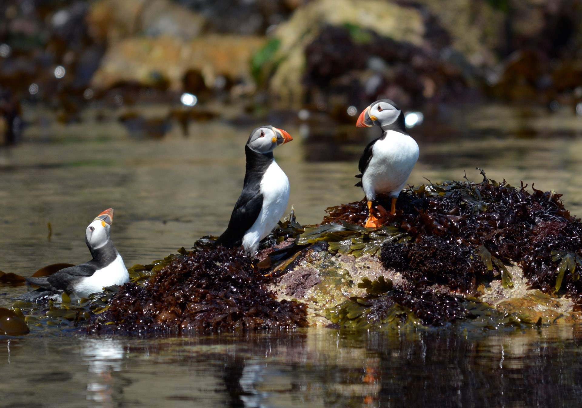 Between April & the end of July, take a boat trip from nearby St. Martin's Haven to visit Skomer Island to see the enchanting puffins and other sealife off the Pembrokeshire Coast. 