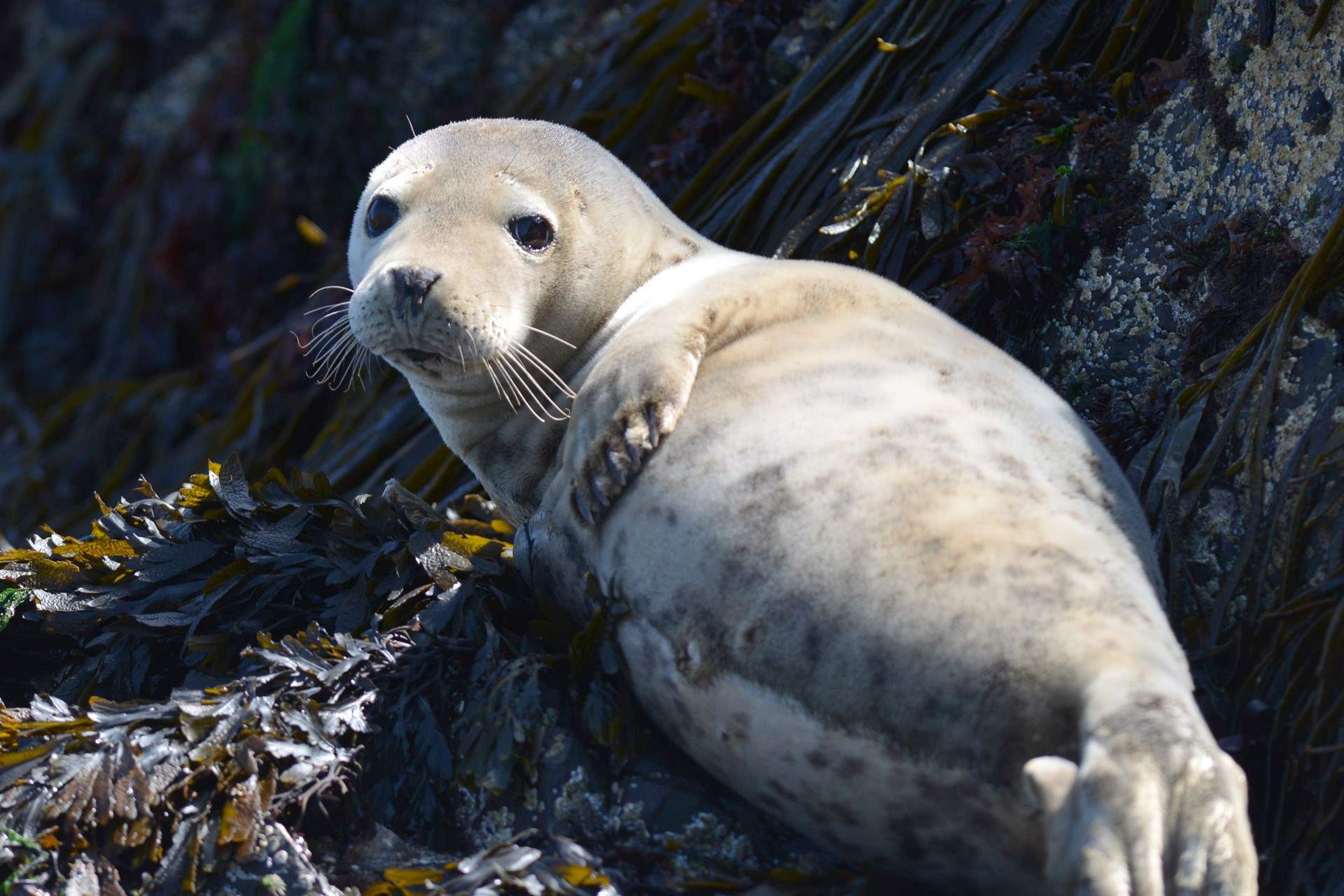 Adorable seals can be seen off the coast around Skomer & Ramsey Isalnds from August to November. 