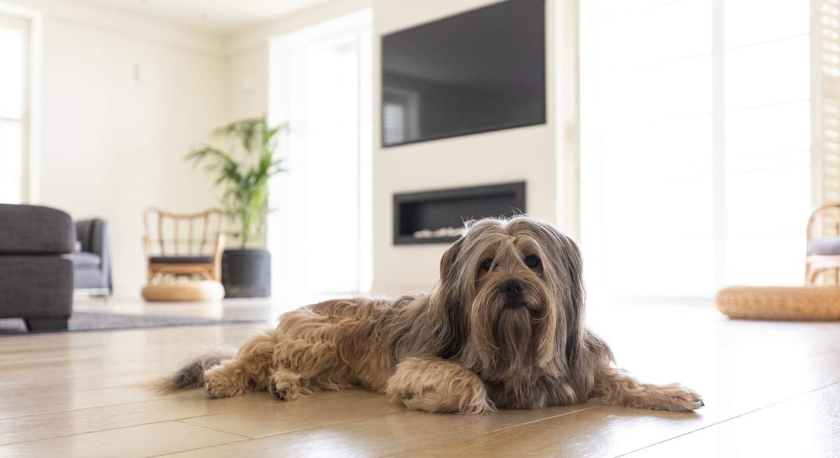 We know your four-legged friends will instantly feel at home!