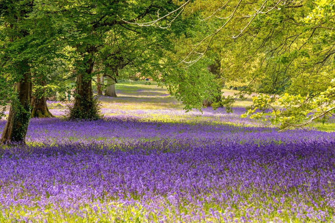 A gorgeous carpet of spring bluebells at Enys Gardens.
