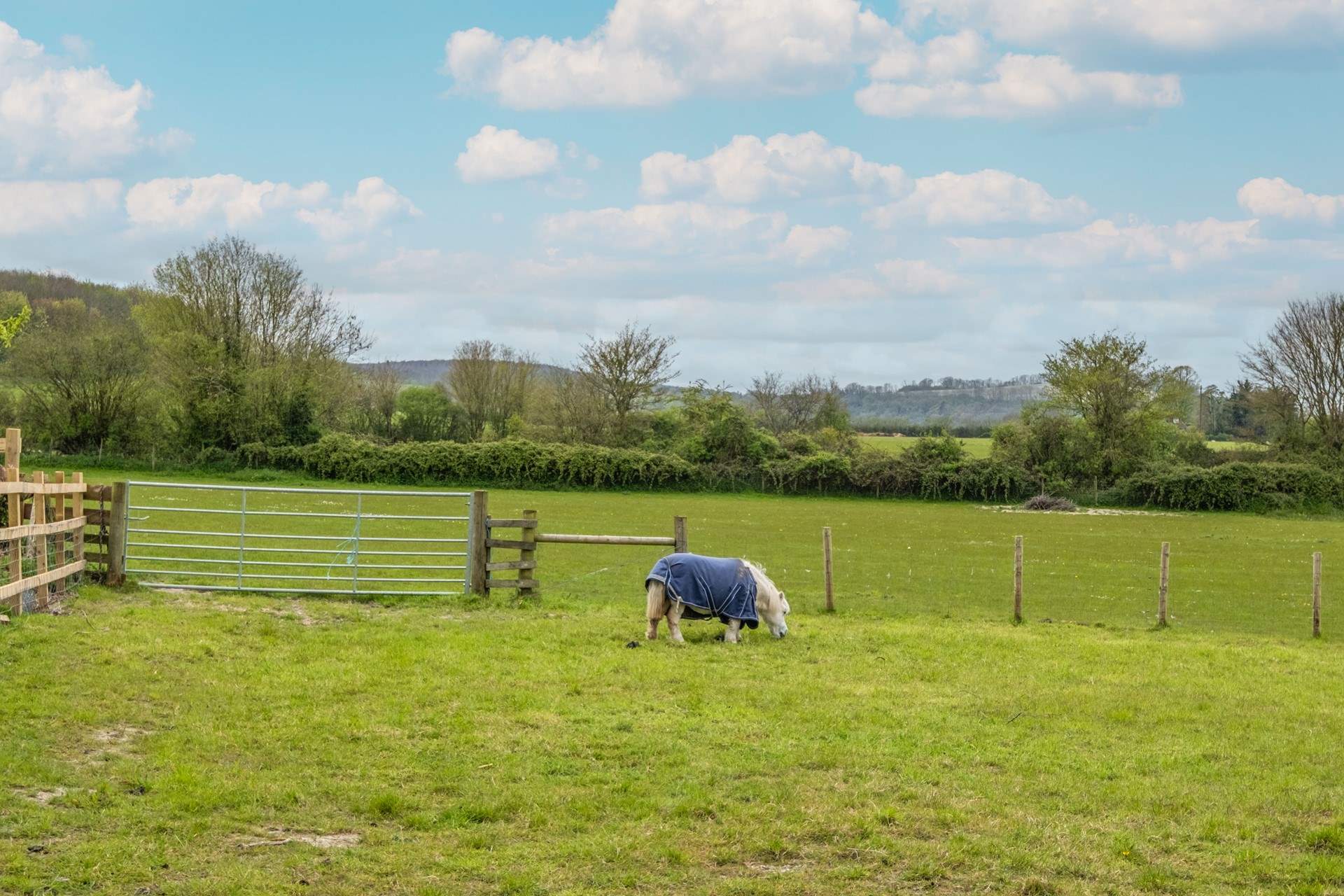 You may be lucky to spot Maggie, the Shetland pony.