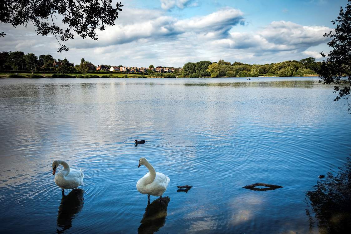 Heath Pond in the beautiful town of Petersfield.