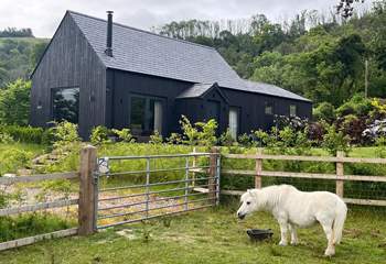You may be lucky to spot Maggie grazing in the paddock.