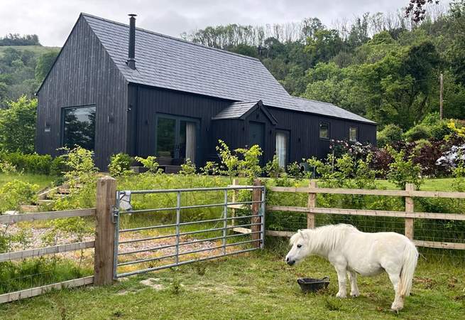 You may be lucky to spot Maggie grazing in the paddock.