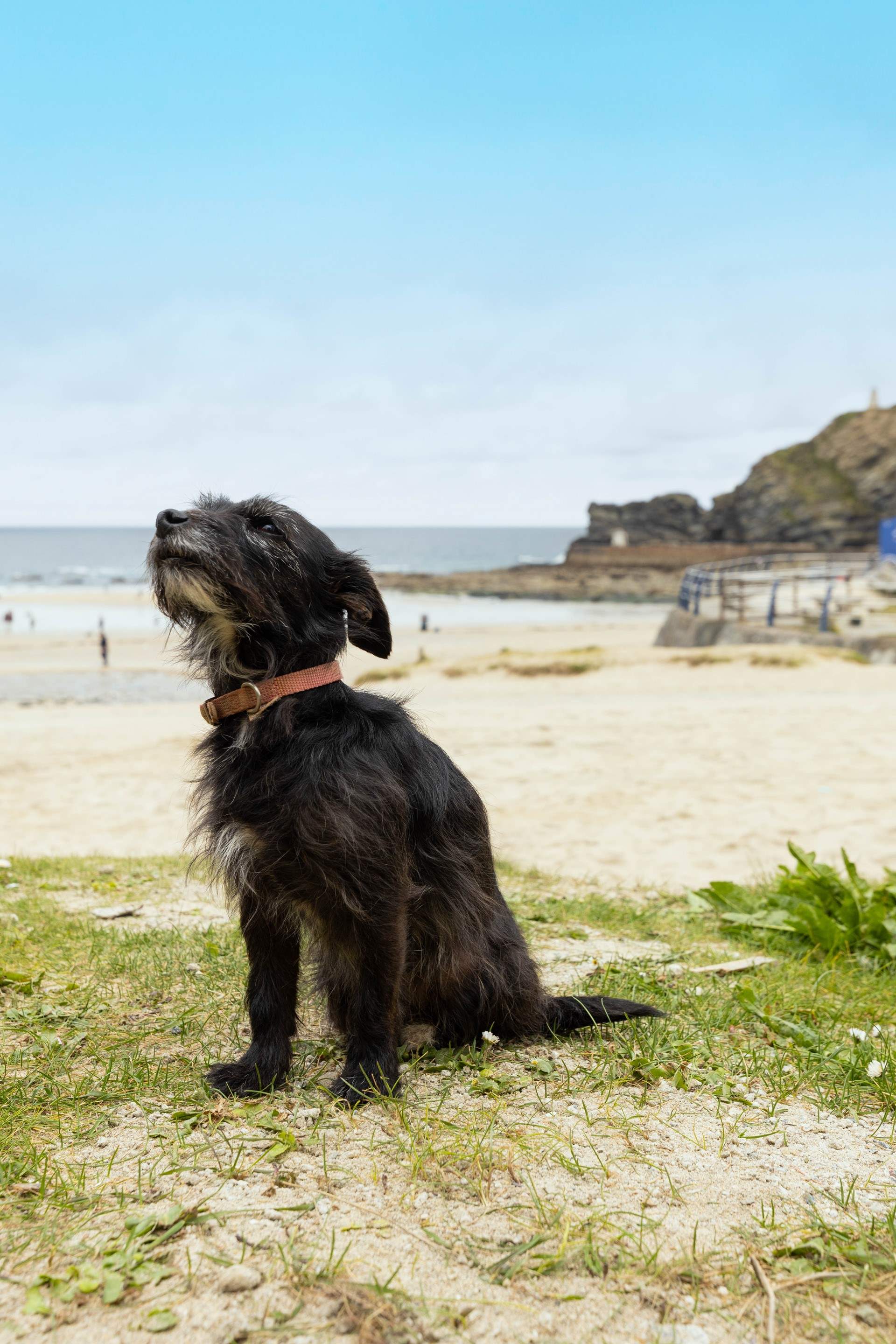 Your four legged friend will be in their element here.