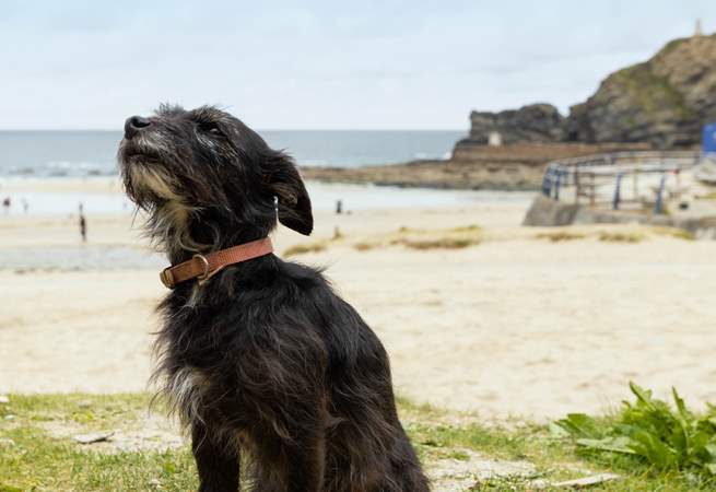 Your four legged friend will be in their element here.
