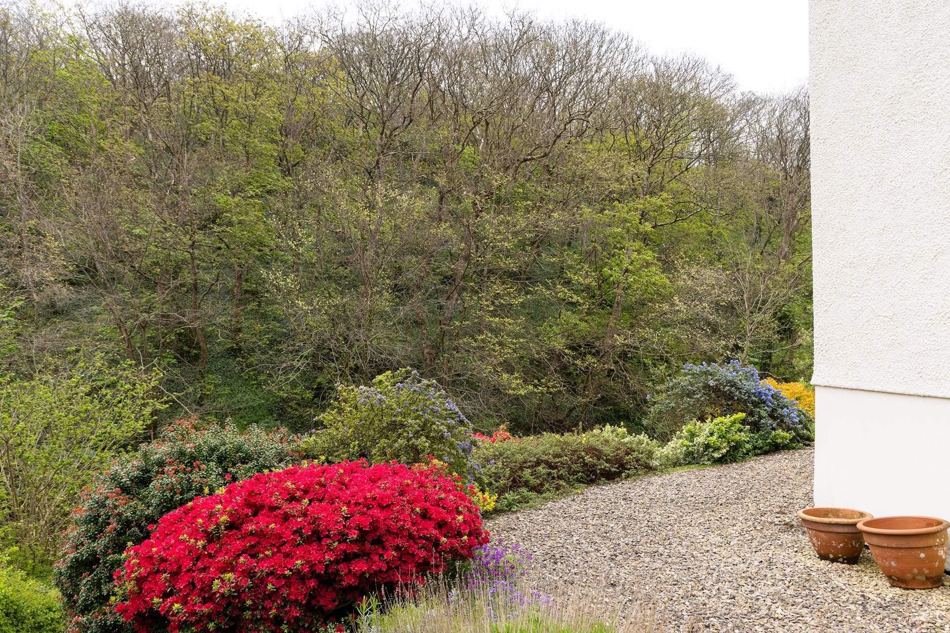The azaleas put a on beautiful show in the spring.