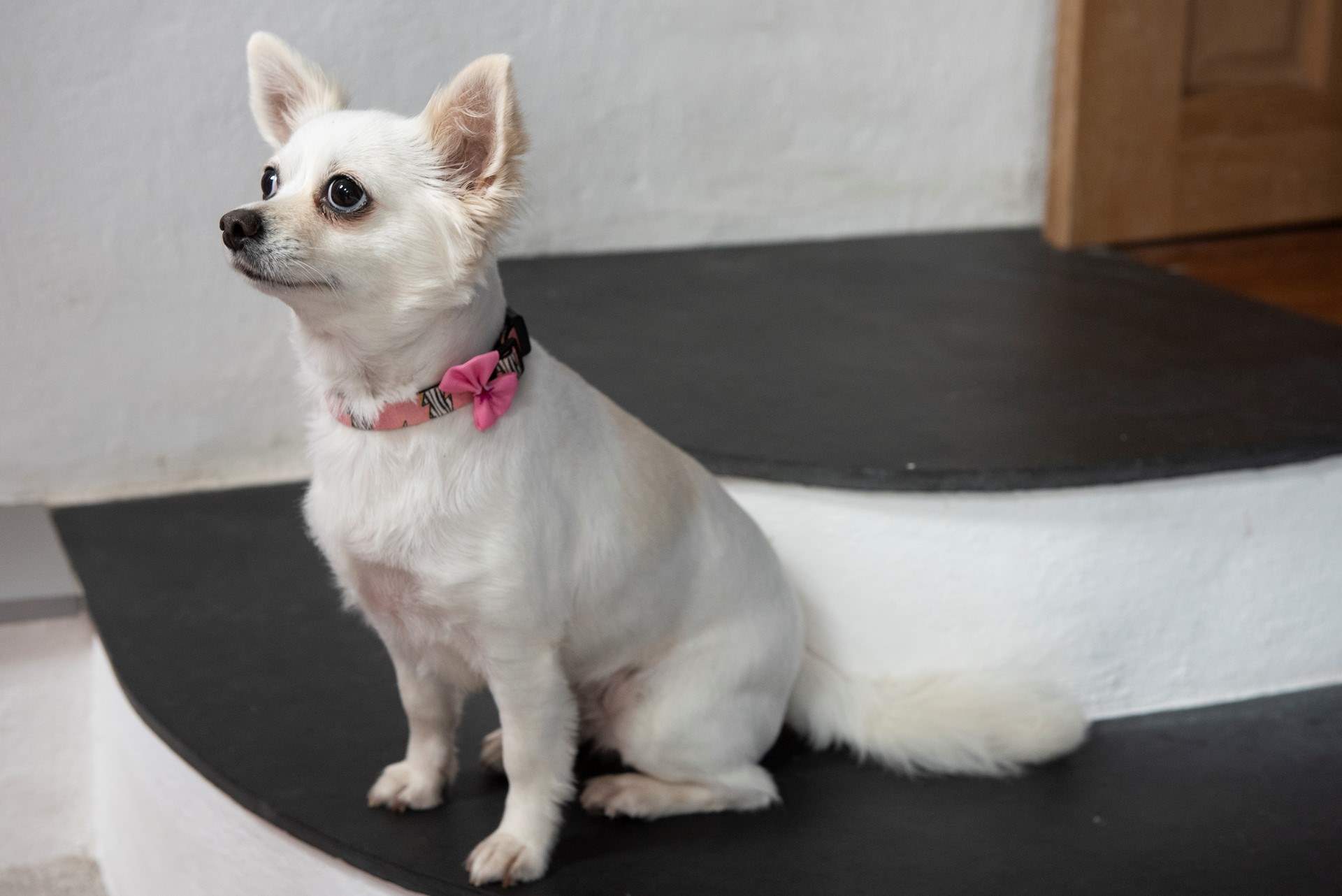 Our adorable model is showing off the unique steps in sitting-room 2.