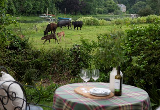 On occasions livestock will be in the neighbouring field, enhancing the countryside views. The calves are quite comical.
