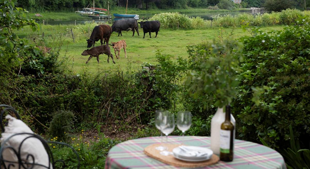 On occasions livestock will be in the neighbouring field, enhancing the countryside views. The calves are quite comical.