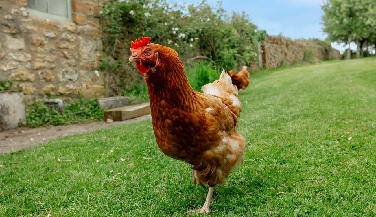 A friendly neighbour!