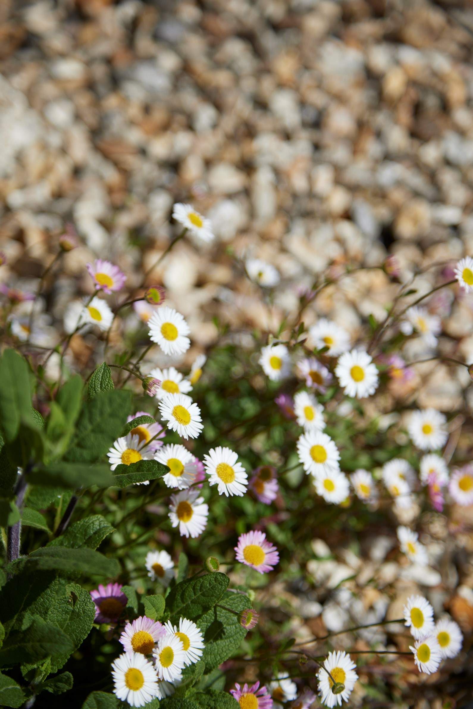 Pretty things on show throughout the garden...