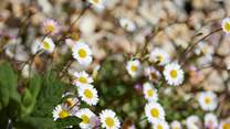 Pretty things on show throughout the garden...