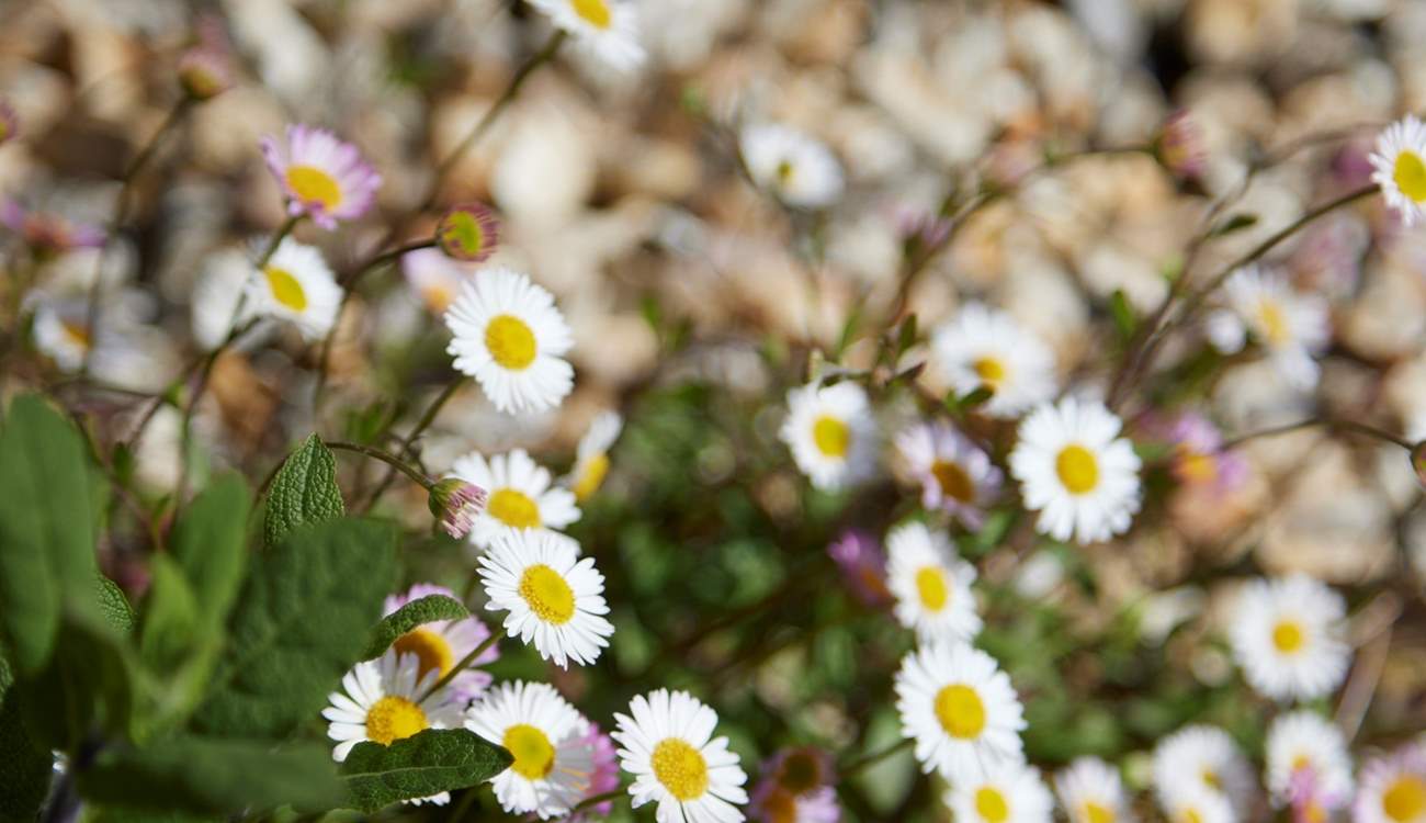 Pretty things on show throughout the garden...