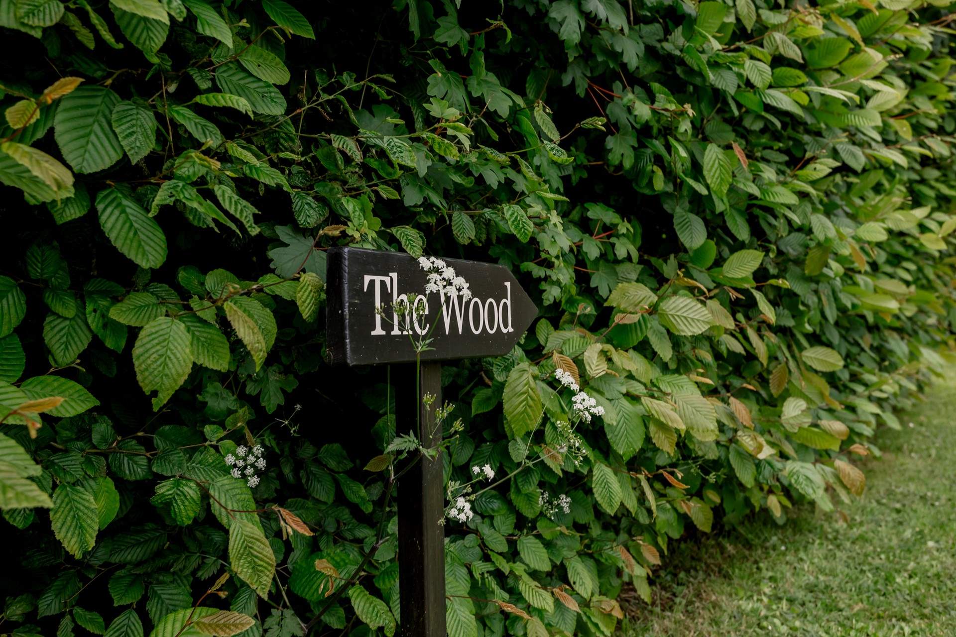 Venture to the secret woodland.