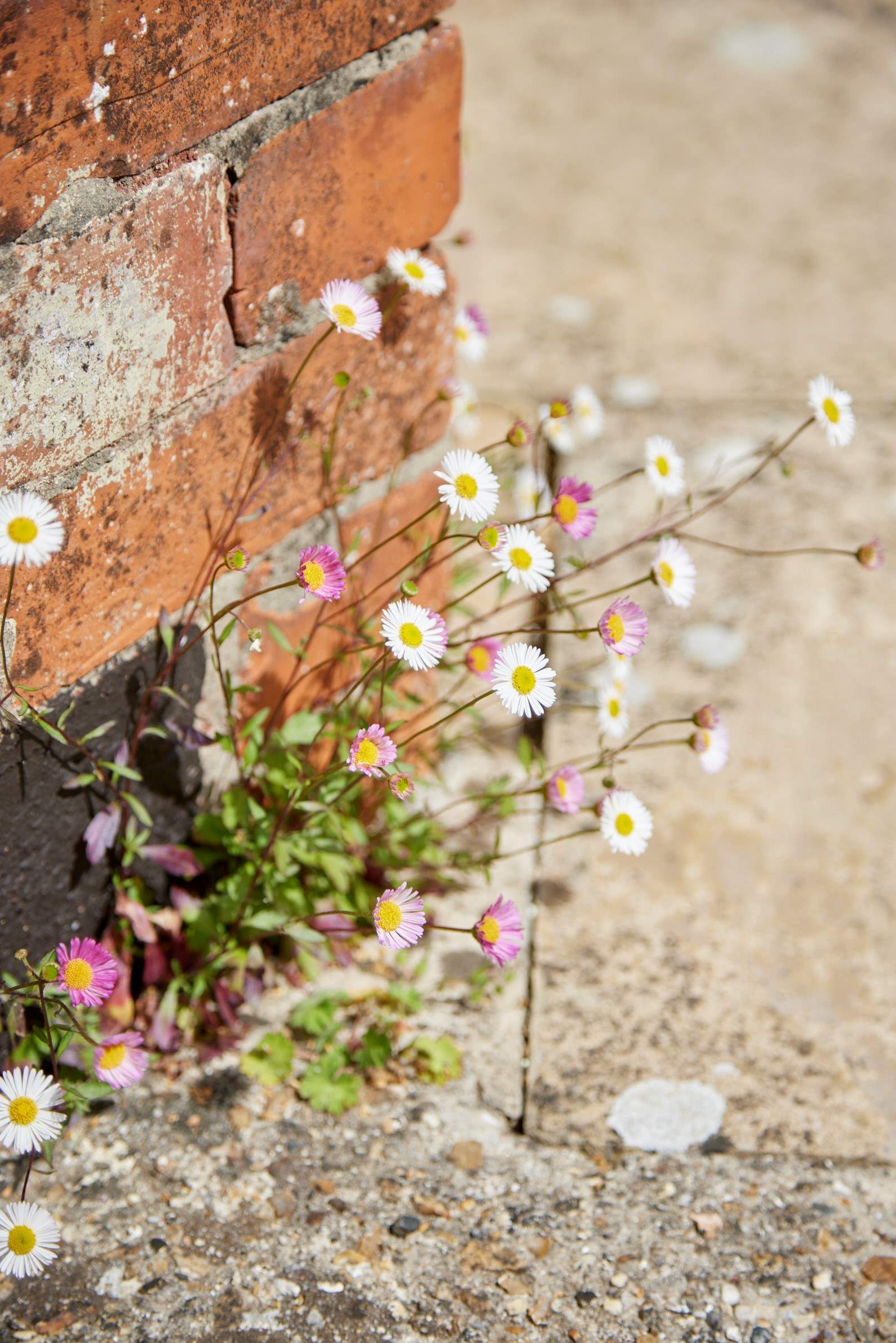 Pretty things on show throughout the garden.