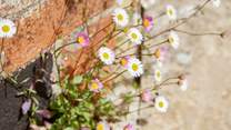 Pretty things on show throughout the garden.