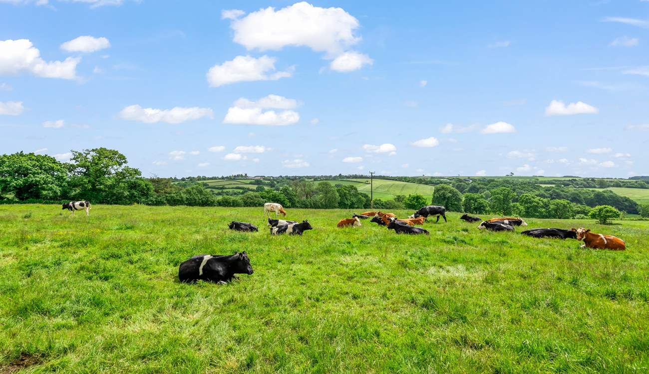 Your neighbours are such a pretty sight to behold. 