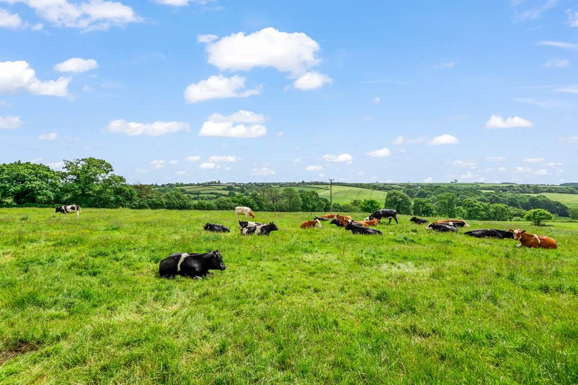 Your neighbours are such a pretty sight to behold.