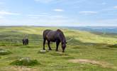 One of the stunning Dartmoor residents. - Thumbnail Image