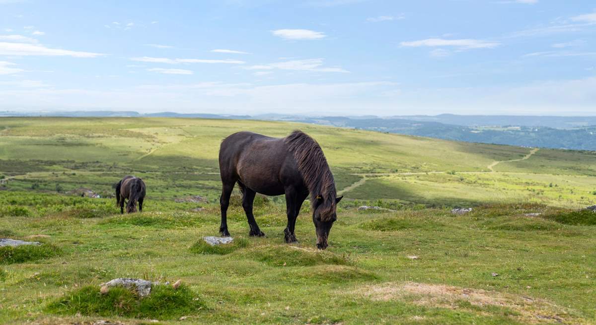 One of the stunning Dartmoor residents.