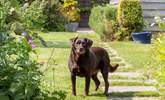 You may be lucky to meet Bramble, the owner's gorgeous dog. - Thumbnail Image