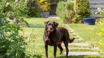 You may be lucky to meet Bramble, the owner's gorgeous dog.