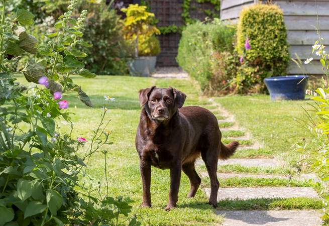 You may be lucky to meet Bramble, the owner's gorgeous dog.