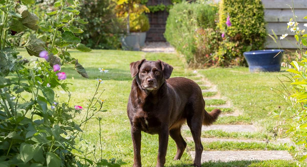 You may be lucky to meet Bramble, the owner's gorgeous dog.