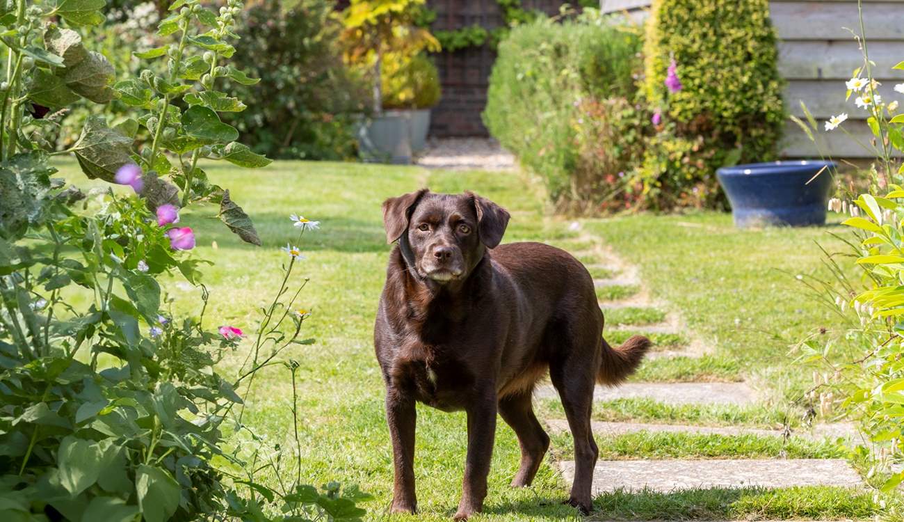 You may be lucky to meet Bramble, the owner's gorgeous dog.