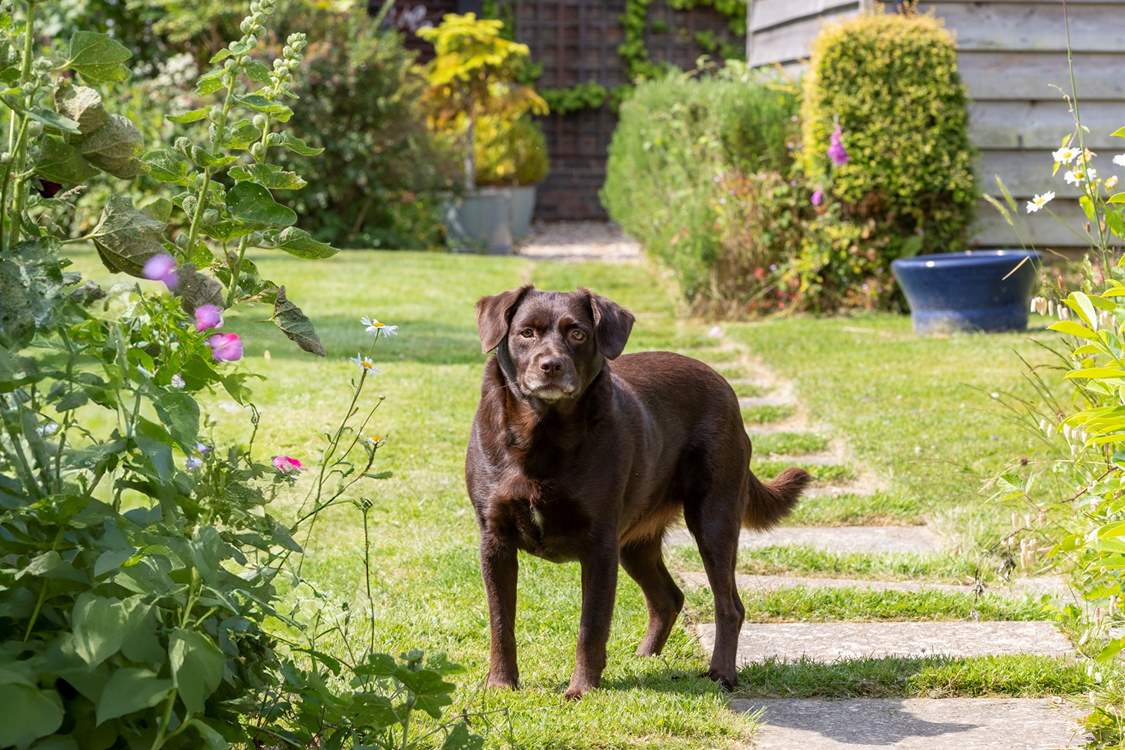 You may be lucky to meet Bramble, the owner's gorgeous dog.