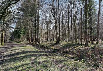 Explore Beckley Woods, a 145-hectare mixed woodland plantation.