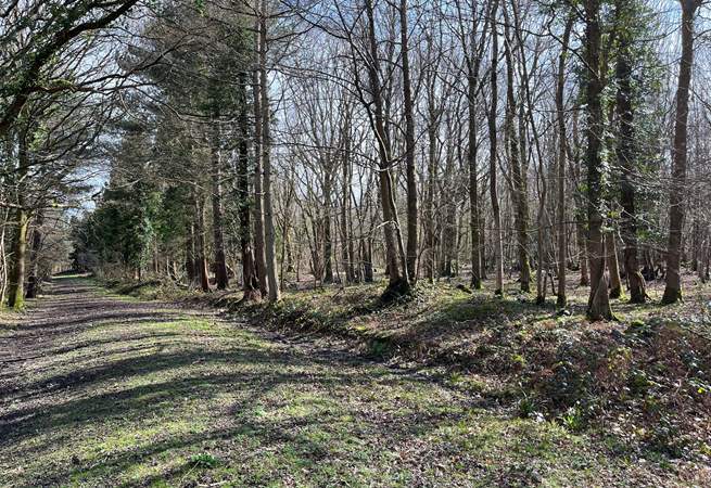 Explore Beckley Woods, a 145-hectare mixed woodland plantation.
